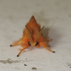 Thoscora