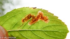 Calycomyza menthae