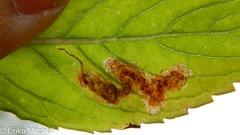 Calycomyza menthae