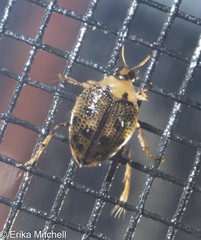 Peltodytes edentulus