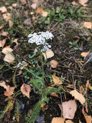 Achillea millefolium