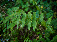 Dryopteris × neowherryi