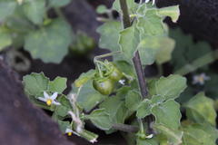 Solanum retroflexum