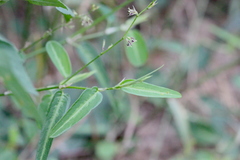 Alysicarpus bupleurifolius