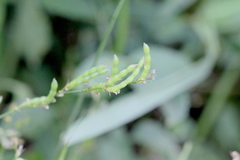 Alysicarpus bupleurifolius