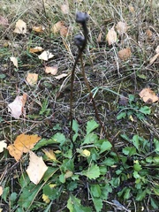 Leucanthemum vulgare