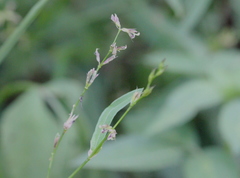 Alysicarpus bupleurifolius