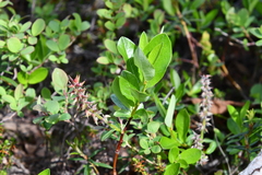 Salix saxatilis