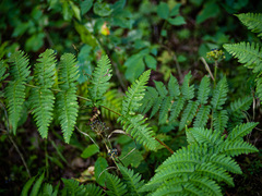 Dryopteris × neowherryi