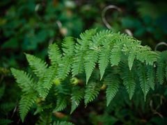 Dryopteris × neowherryi