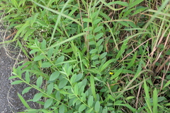 Crotalaria triquetra