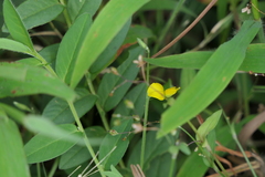 Crotalaria triquetra