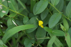 Crotalaria triquetra