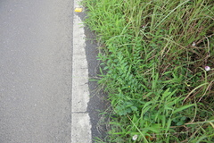 Crotalaria triquetra