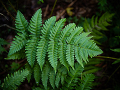 Dryopteris × neowherryi