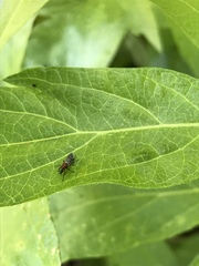 Dilophus tibialis breviceps