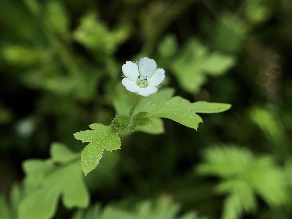 small-flowered nemophila