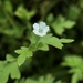 Small-flowered Nemophila - Photo (c) Cat Chang, some rights reserved (CC BY-NC), uploaded by Cat Chang