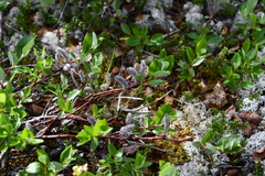 Salix saxatilis