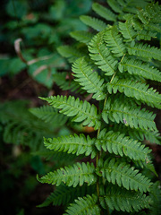 Dryopteris × neowherryi