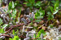 Salix saxatilis
