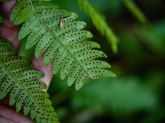 Dryopteris × neowherryi