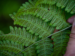 Dryopteris × neowherryi
