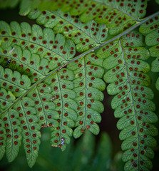 Dryopteris × neowherryi