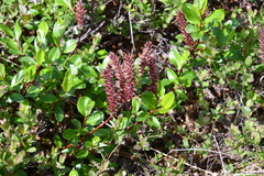 Salix saxatilis