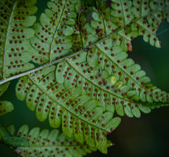 Dryopteris × neowherryi
