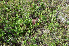 Salix saxatilis