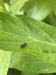 Dilophus tibialis breviceps