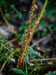 Dryopteris × neowherryi