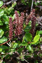 Salix saxatilis
