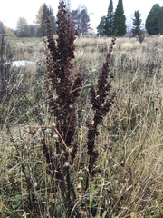 Rumex longifolius