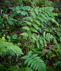 Dryopteris × neowherryi