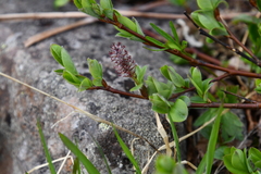 Salix saxatilis