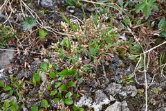 Salix saxatilis