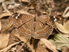 Junonia natalica