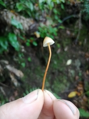Mycena crocata