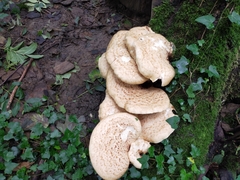 Cerioporus squamosus