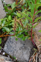 Salix saxatilis