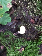 Cerioporus squamosus