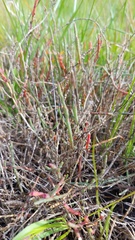Salicornia capensis