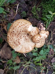 Cerioporus squamosus