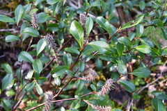 Salix saxatilis
