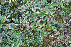 Salix saxatilis