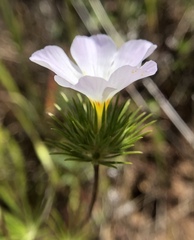 Leptosiphon grandiflorus