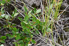 Salix saxatilis