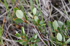 Salix saxatilis